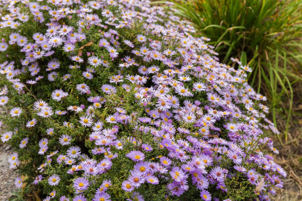istock Flowering purple chrysanthemums on the flower bed in selective focus 1444901319