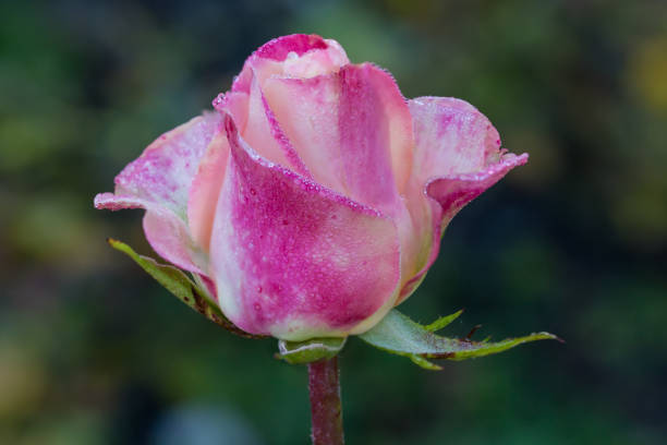 Rose bud in Summer