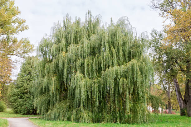 istock Old willow among the other trees in autumn park 1444901425