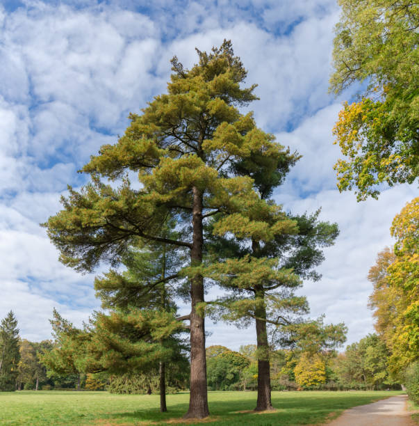 Three old high white pines growing on the edge of big glade against the sky with clouds in the autumn park