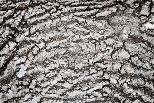 background from the bark of an ash tree, the texture of the bark in full screen. bark backdrop