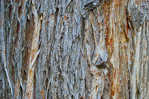 cypress bark. texture of old cypress bark