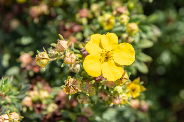 istock Yellow flowers in the mountains 1444902384