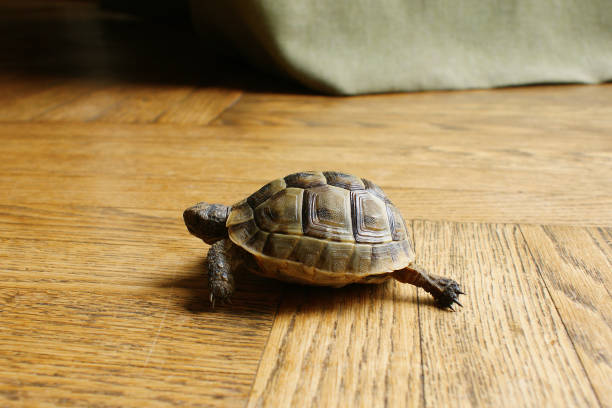 istock little turtle. petite baby tortoise 1444902400