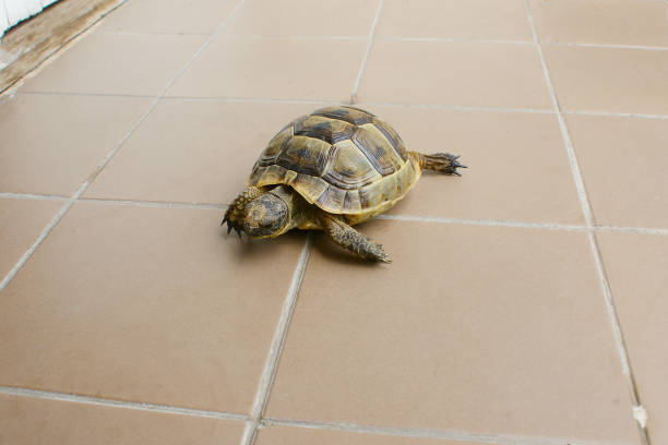 istock little turtle. petite baby tortoise 1444902405