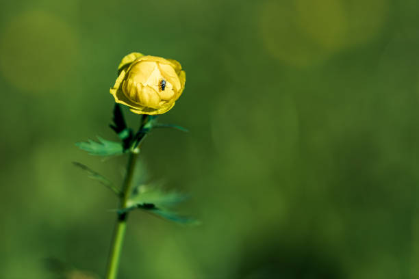 natural background plant bathing suit yellow with a fly on the bud. beauty in nature, wildlife field with flowers
