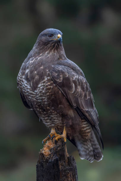 istock A beautiful Common Buzzard (Buteo buteo) sitting on a branch post at a pasture looking for prey. 1444902457