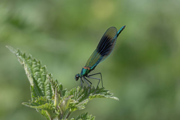 istock Banded Demoiselle (Calopteryx splendens) 1444903935