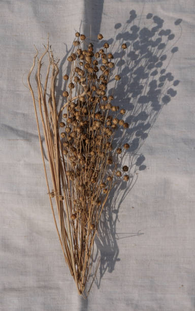 istock Flax seeds pods, and roots on a linen canvas. Sunlight. Shadows. 1444904176