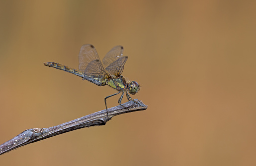 The common darter is a dragonfly of the family Libellulidae native to Eurasia. It is one of the most common dragonflies in Europe, occurring in a wide variety of water bodies, though with a preference for breeding in still water such as ponds and lakes. In the south of its range adults are on the wing all year round.