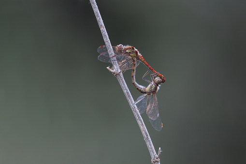 The common darter is a dragonfly of the family Libellulidae native to Eurasia. It is one of the most common dragonflies in Europe, occurring in a wide variety of water bodies, though with a preference for breeding in still water such as ponds and lakes. In the south of its range adults are on the wing all year round.
