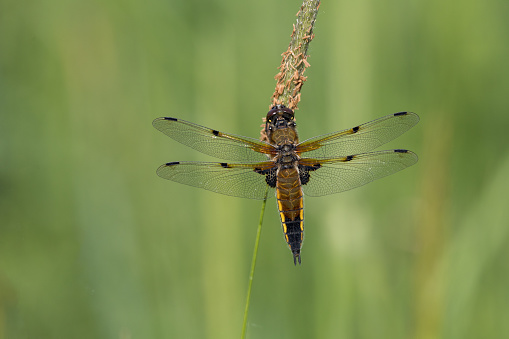 The Four-spotted chaser is easily recognised by the two dark spots on the leading edge of each wing - giving this species its name. It can be seen on heathlands and near ponds and lakes.