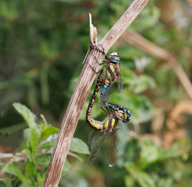 istock A pair of Migrant Hawkers Dragonfly (Aeshna mixta) mating 1444905685