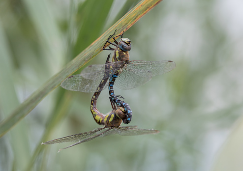 The migrant hawker is one of the smaller species of hawker dragonflies. It can be found away from water but for breeding it prefers still or slow-flowing water and can tolerate brackish sites. The flight period is from July to the end of October.