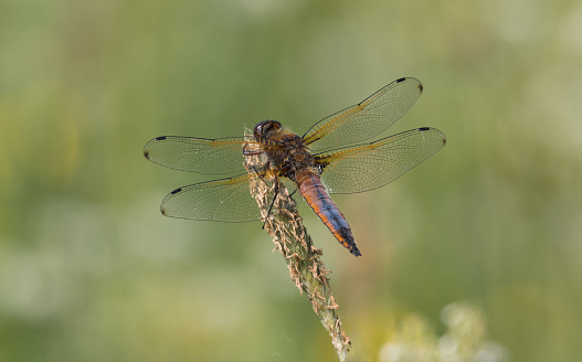 The scarce chaser is a species of dragonfly. The adult male has a bright blue abdomen with patches of black, while the adult female and juvenile male each have a bright orange abdomen. It is about 45 mm in length with an average wingspan of 74 mm. It is distributed throughout Europe