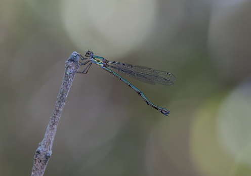 Similar in appearance to the more common Emerald Damselfly.  Willow Emerald Damselfly is longer than Emerald Damselfly, appears thinner and lacks the blue pruinescense. The dark bordered pale brown pterostigma is a key identification feature of Willow Emerald Damselfly.