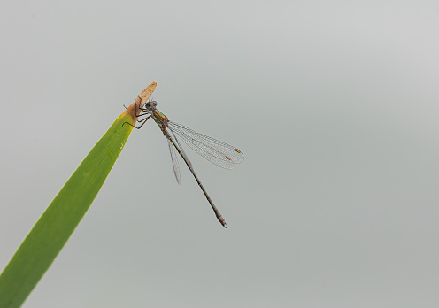 Similar in appearance to the more common Emerald Damselfly.  Willow Emerald Damselfly is longer than Emerald Damselfly, appears thinner and lacks the blue pruinescense. The dark bordered pale brown pterostigma is a key identification feature of Willow Emerald Damselfly.