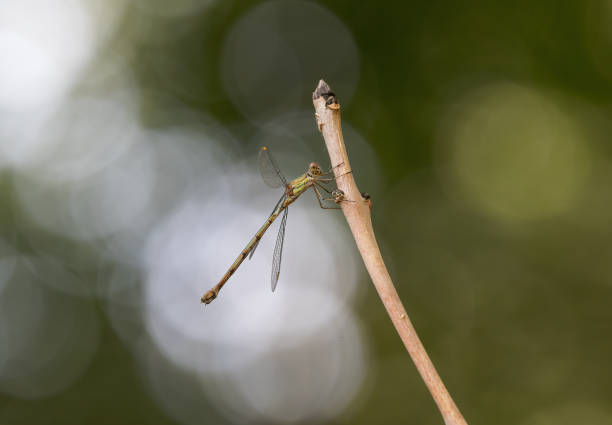istock Willow Emerald Damselfly (Chalcolestes viridis) resting on a branch with wings spread 1444906047