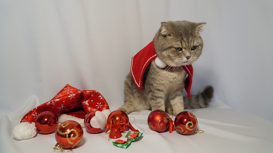 A cute Christmas cat. Christmas and New Year celebration concept.