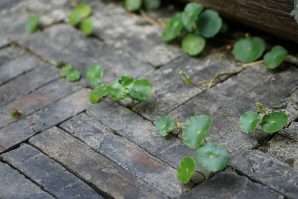 Green Coin Pennywort growing on the ground