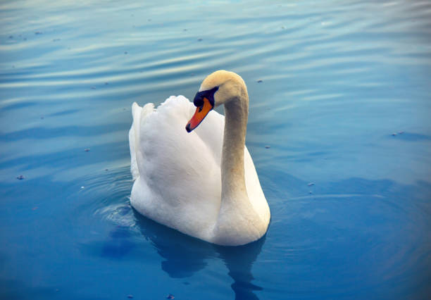 Mute Swan said the most beautiful Regal bird because it effectively reveals the tail and between swims. But it's just a threatening posture, but the misconception comes from medieval bestiary
