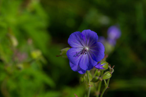 pretensão de gerânio azul brilhante ou flor silvestre de meadow cranesbill - pretense - fotografias e filmes do acervo