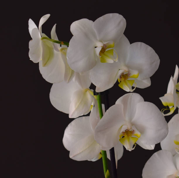 istock Orchid natural flower 1444910642