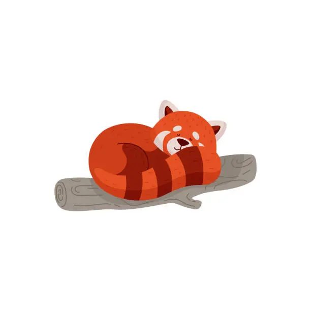 Vector illustration of Cute red panda sleeping on bamboo tree, cartoon flat vector illustration isolated on white background.