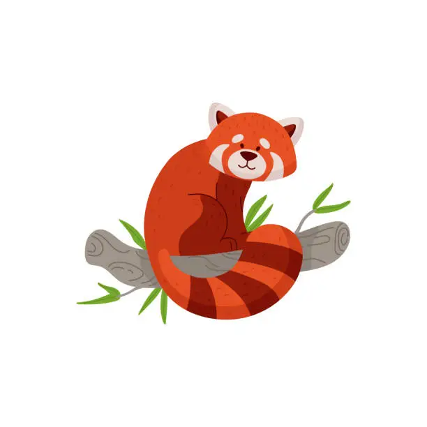 Vector illustration of Exotic chinese red or lesser panda character, flat vector illustration isolated.