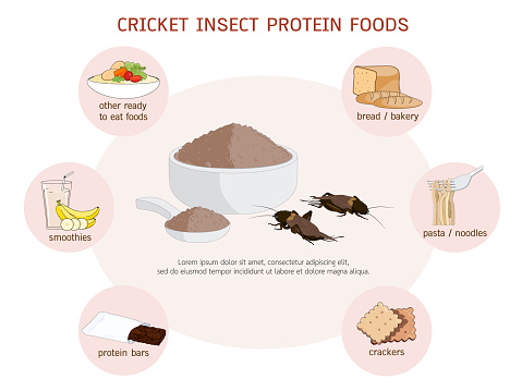 Crickets powder or Gryllus Bimaculatus. Insects powder as food edible processed made of insect for delicious cooking and drinks, it is good source of protein for eating healthy. Future food concept.
