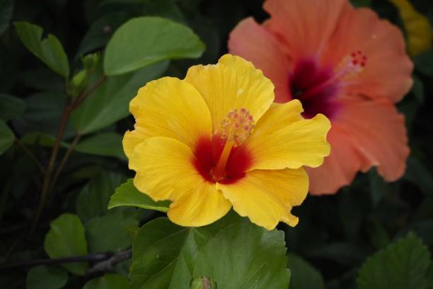 istock Yellow hibiscus in the park 1444910891