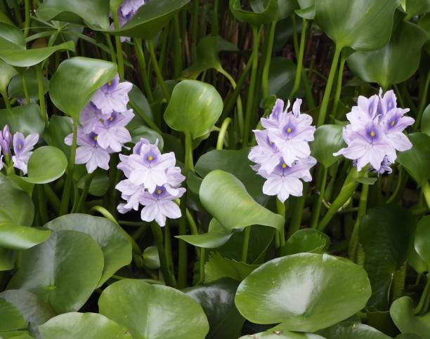 istock Common Water Hyacinth ( Eichhornia Crassipes ) in water gardens 1444910956