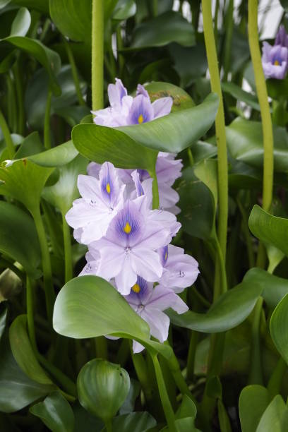 istock Common Water Hyacinth ( Eichhornia Crassipes ) in water gardens 1444911047
