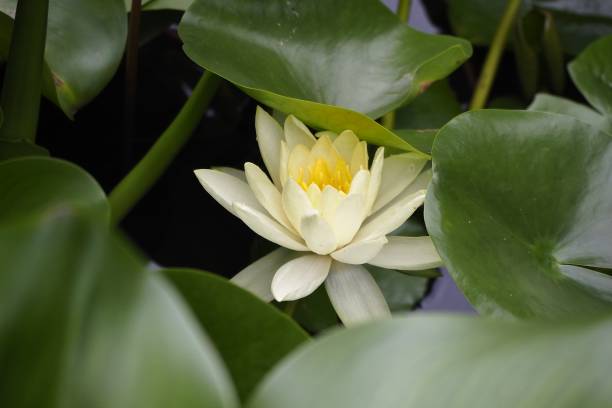 loto sagrado ( nelumbo nucifera ) en jardines acuáticos - lotus leaf fotografías e imágenes de stock