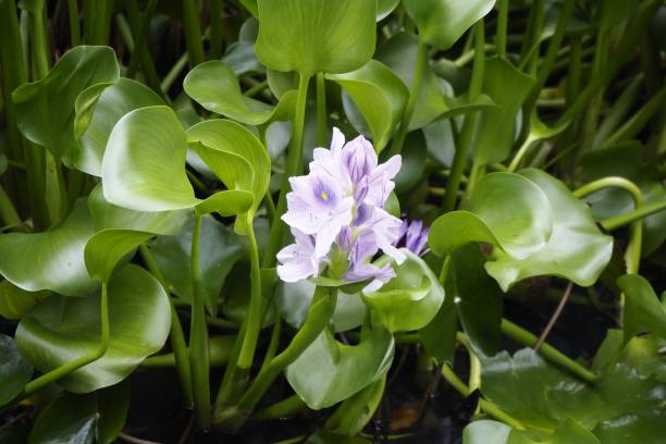 istock Common Water Hyacinth ( Eichhornia Crassipes ) in water gardens 1444911415