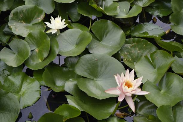 istock Sacred Lotus ( Nelumbo Nucifera ) in water gardens 1444911980