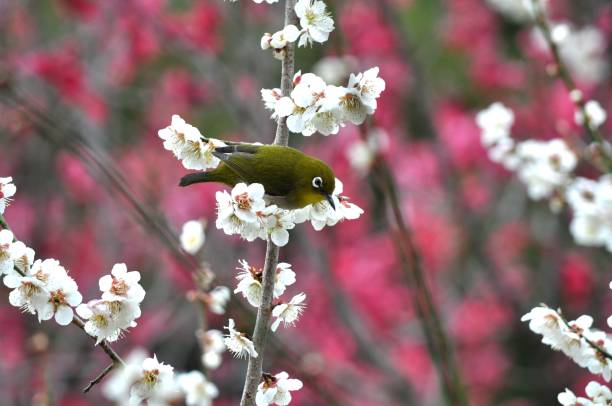 istock Japanese white-eye and plum blossoms 1444912266