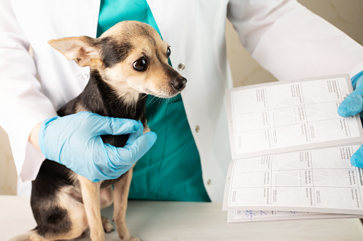 dog passport, international veterinary pet document,veterinarian with animal id in hospital