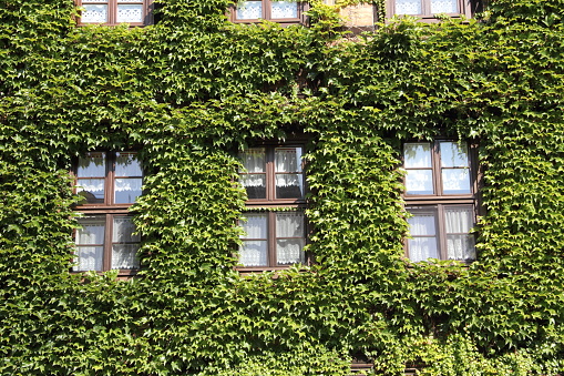 Stratford upon Avon building with vines around half timbered brickwork.