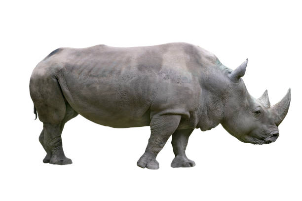 istock rhinoceros isolated on white background 1444917554