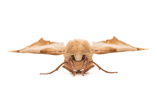 brown moth isolated on white background