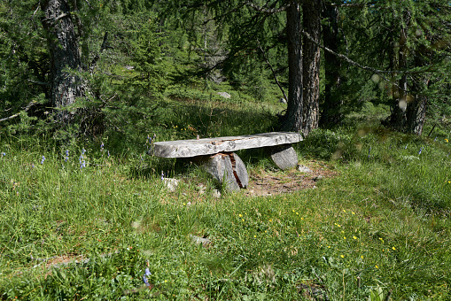 An old bench made of weathered wood invites you to take a break at the edge of the forest.