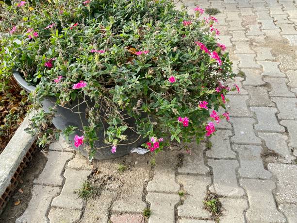 istock House flowers in black pot 1444923589