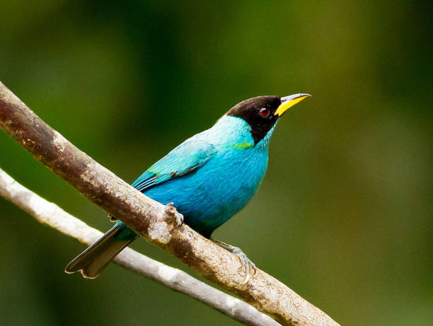 istock Creative Colombia wildlife  pictures 1444923824