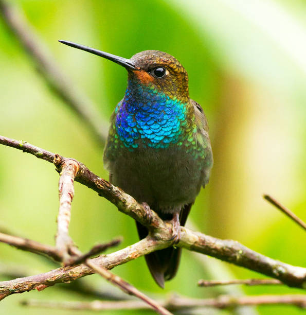 istock Creative Colombia wildlife  pictures 1444923827