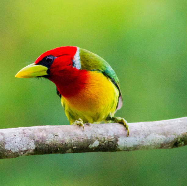 istock Creative Colombia wildlife  pictures 1444923828