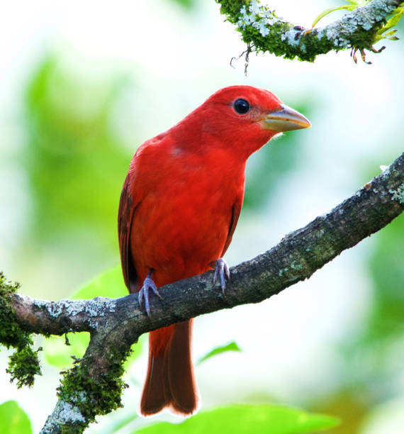 istock Creative Colombia wildlife  pictures 1444923888
