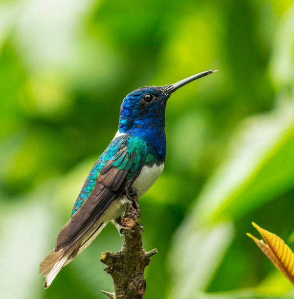 istock Creative Colombia wildlife  pictures 1444923991