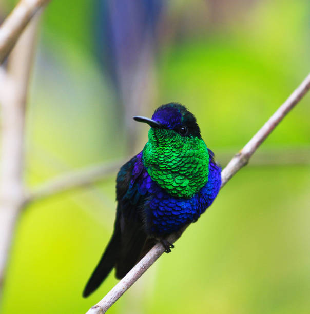 istock Creative Colombia wildlife  pictures 1444924058