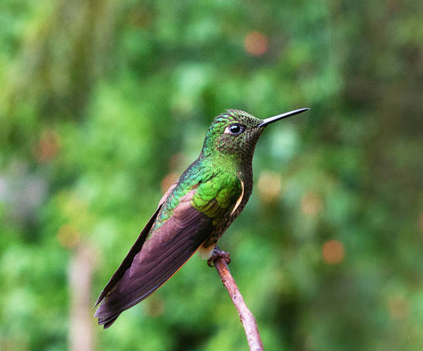 istock Creative Colombia wildlife  pictures 1444924105